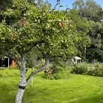 Sunlit Garden - Ruhig Am Wald Nahe Warnow - Inklusive Fasssauna - Kamin * Rostock